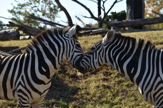 Kasyno Slots Cafe Wsparcie